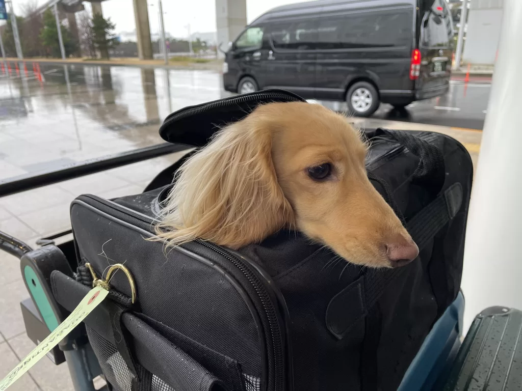 検疫完了後のレオ