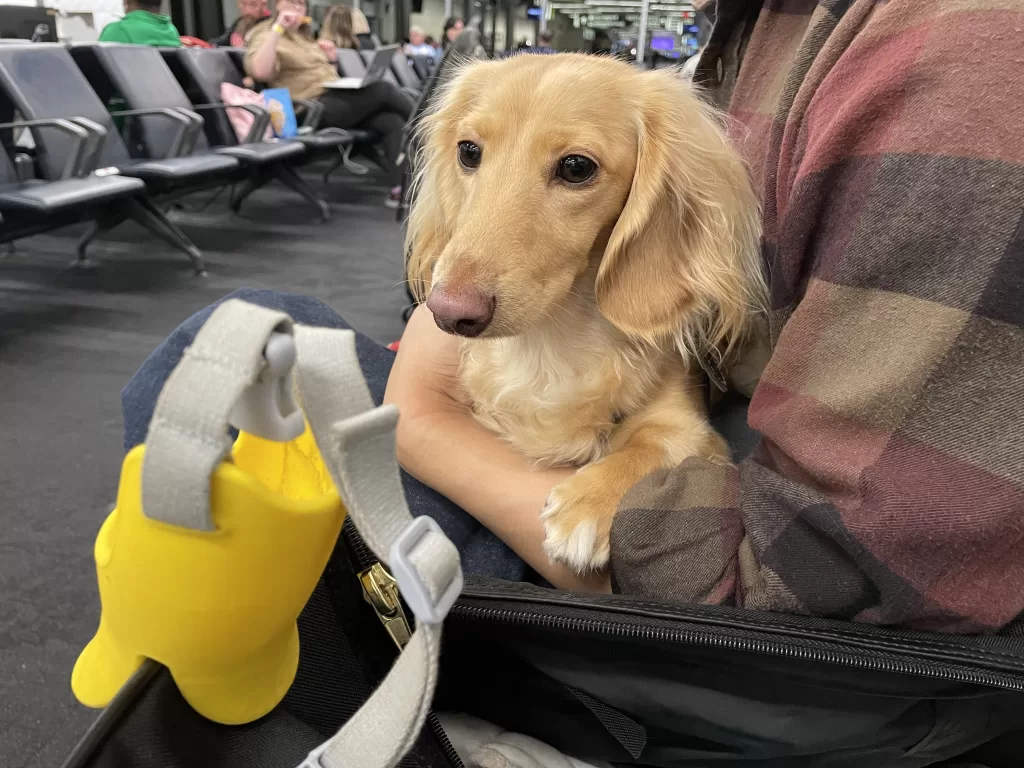 トランジット待機中のレオ