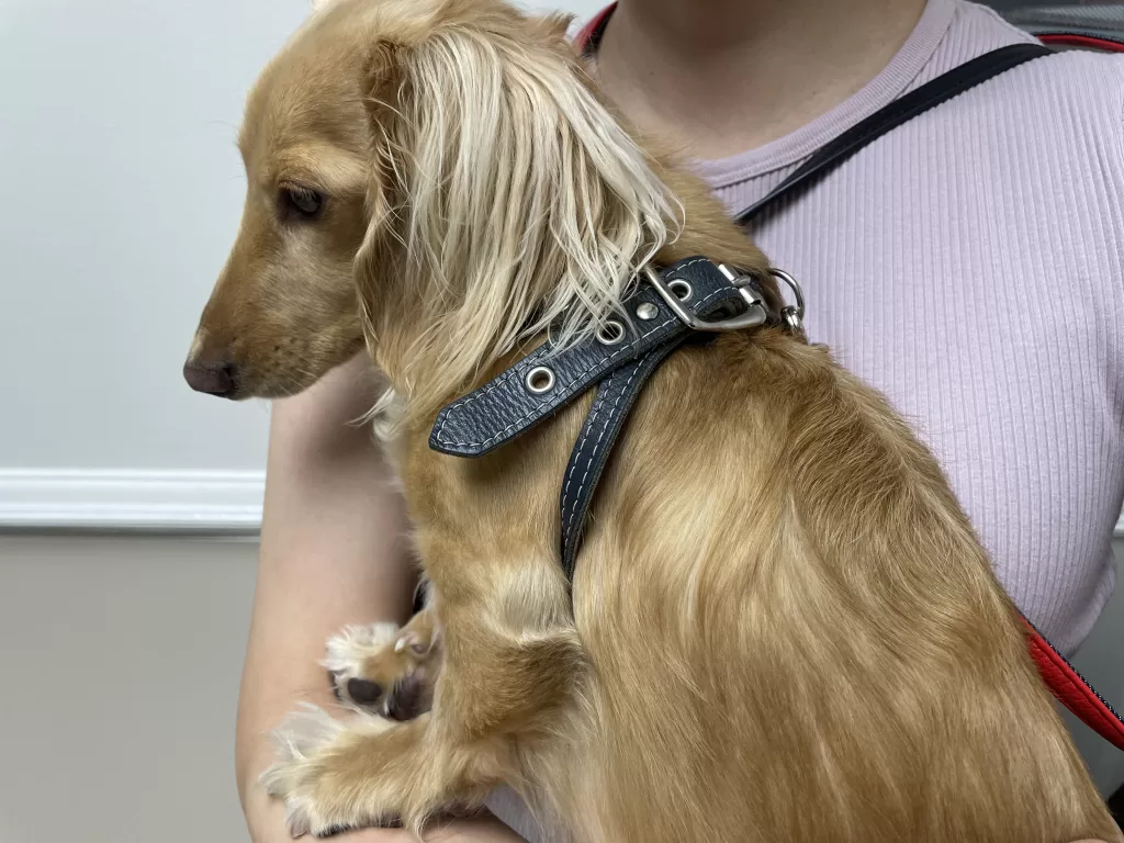 病院で落ち込むレオ